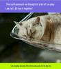 Cute Tail Cat Window Hammock: Sunbathing Bed with Suction Cups