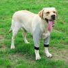 Yousheng Dog Protector Front Chest Webbing Adjust Buckle Fixed Ring Comfortable Breathable After Injury Tool Cotton Dog Dislocation Knee Brace for