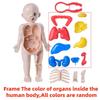 Toys Toys Kids  Childrens Montessori Children Science Education Human Body Organ Anatomy Scale Ratio Model DIY Assembled Medical Teaching Tools Child