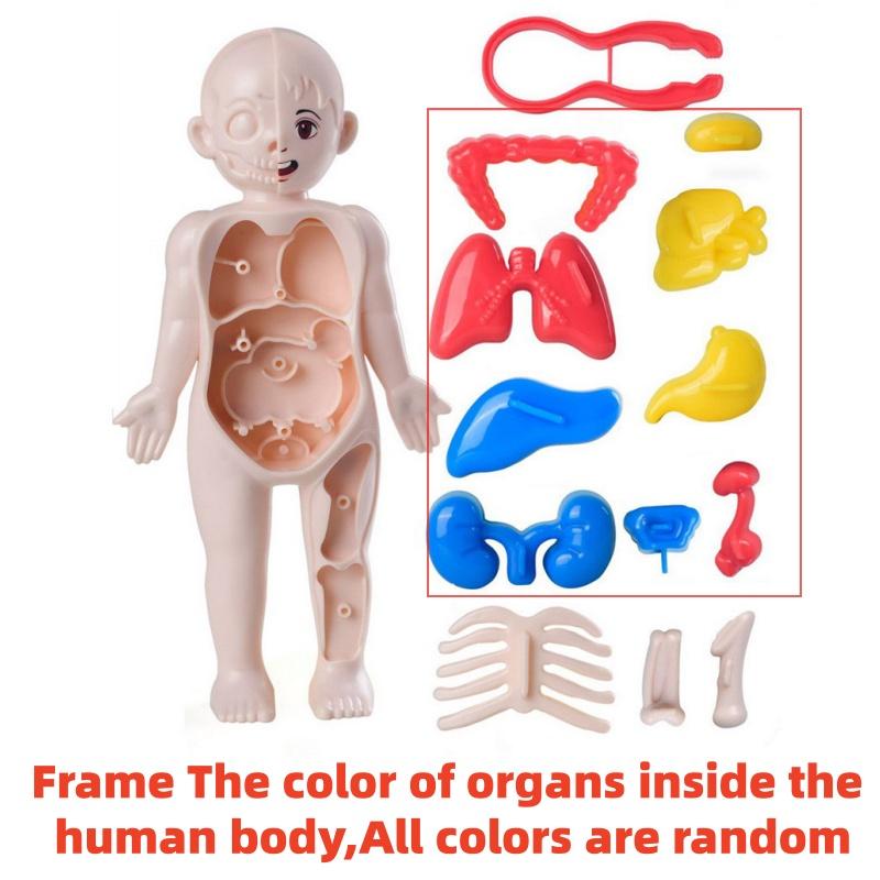 Toys Toys Kids Childrens Montessori Children Science Education Human Body Organ Anatomy Scale Ratio Model DIY Assembled Medical Teaching Tools Child