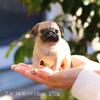 Devalier CA141 Dog Figurine Pug Resina Presente Perfeito [Produto Genuíno]