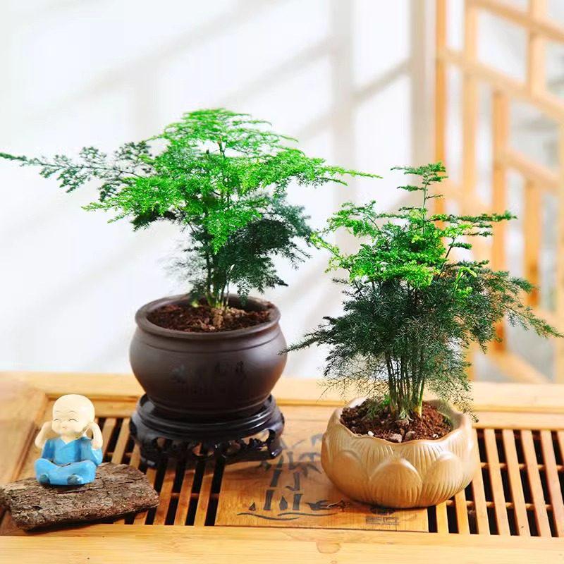 Asparagus Fern Hydroponic Bonsai for Indoor Decoration