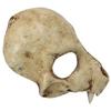 Skull Wolf Mask Horror Prop With Resin Construction For Cosplay And Themed Celebrations