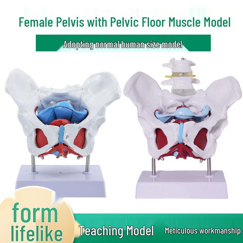 Female Pelvis and Pelvic Floor Model for Midwifery and Childbirth Education