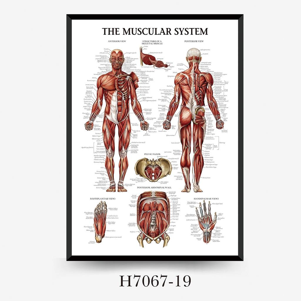 Human Tissue Structure Muscle Gym Medical Education Decorative Canvas Painting Poster Wall Art for Home Decor