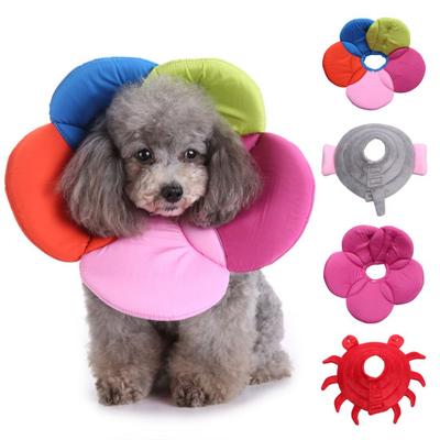 Cani – Collari e guinzagli per cani