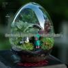 Egg-Shaped Glass Vase for Succulent and Moss Landscaping