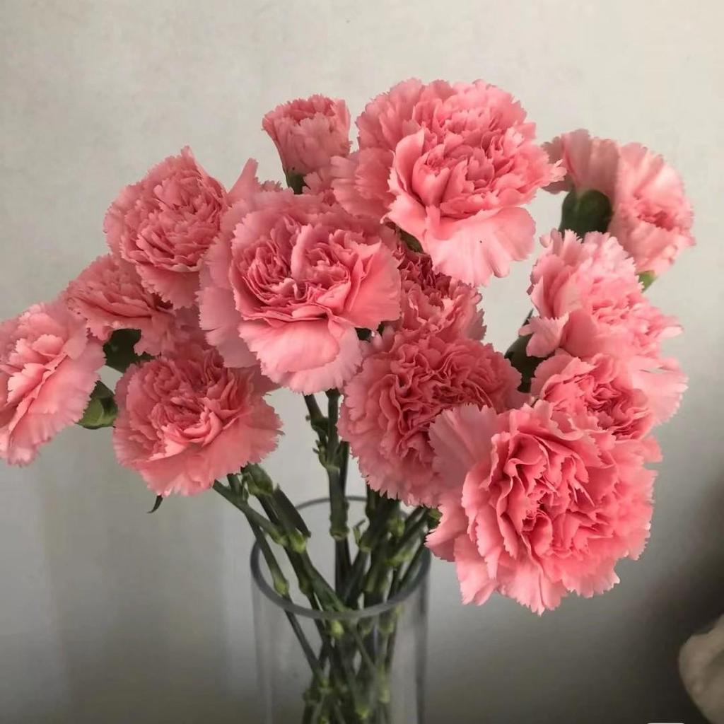 Carnation Fresh Cut Flowers for Teacher's Day, Women's Day, Family Arrangements, and Goddess Day Gifts.