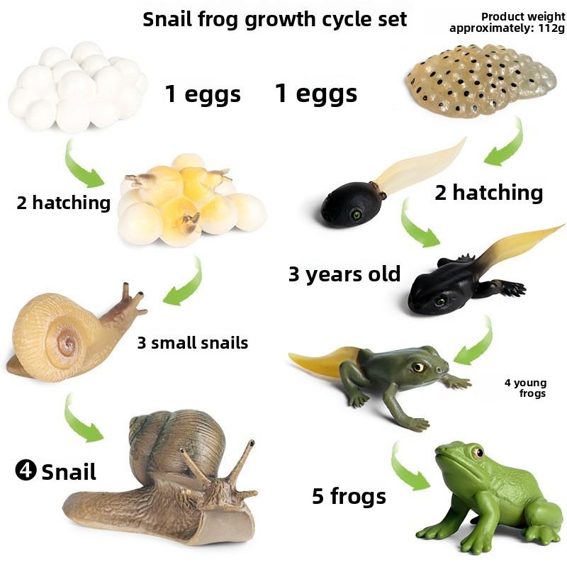 Insect Growth Cycle Model Set With Plastic Materials For Educational Kids Science Toys