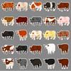 50 original cow cartoon cute animals for kids cognitive goo card handbook decoration notebook suitcase stickers