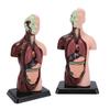Human Body Anatomy Model 7 Removable Parts 10.24 Inch Human Torso Anatomical Model for School Medical Education Display