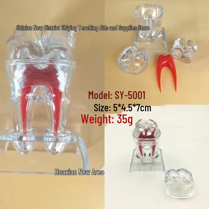 Oral Dental Implant Model with Soft Gums for Sinus Lift Practice