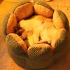 Cactus Flower Shape Dog Cat Bed Warm Cute Kitten Lounger Cushions Cat House Very Soft Small Dog Bed Washable Cats Beds