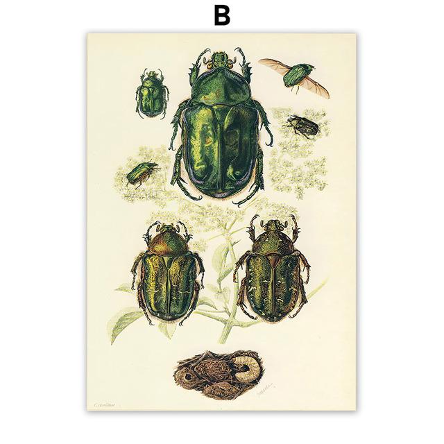 Vintage Käfer Insekt Probe Illustration Nordic Wand Kunst Leinwand Malerei Poster Und Drucke Bilder Für Wohnzimmer Dekor