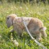 Breathable Guinea Pigs Vest Flower Pattern Rabbit Leash Set Pet Harness and Leash  Outdoor Use
