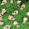 20 Pcs Dragon Skull Miniatures Mini Resin Dragon Skull Heads Decorative Dragon Skull Vase Fillers for Potted Plants Aquarium Garden Landscaping