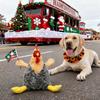 Weihnachten Quietschendes Hundespielzeug Plüsch Gefülltes Huhn Kauspielzeug für Kleine Mittelgroße und Große Hunde Niedliches und Fy Interaktives Welpenspielzeug mit