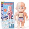 Kid Montessori 3D Puzzle Human Body Anatomy Model Educational Learning Organ Assembled Toy Body Teaching Tool Children