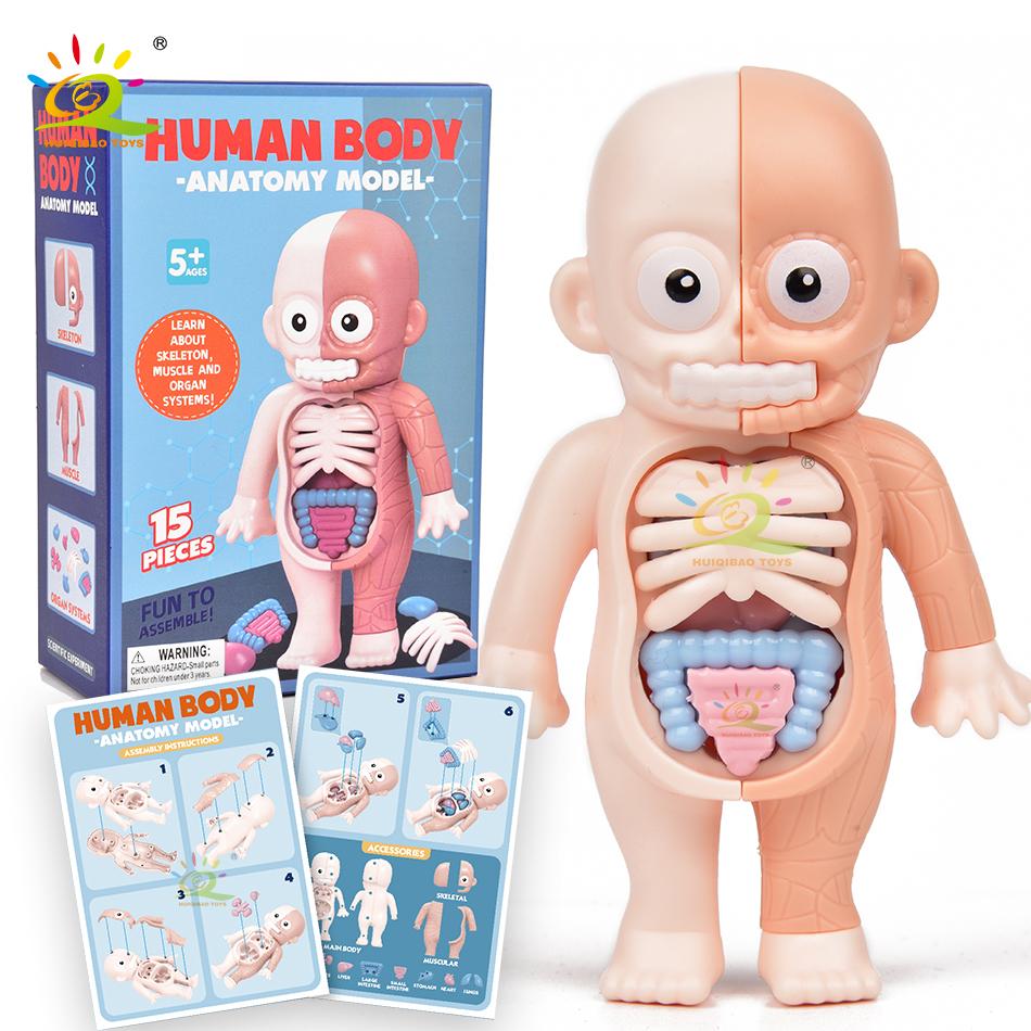 Kid Montessori 3D Puzzle Human Body Anatomy Model Educational Learning Organ Assembled Toy Body Teaching Tool Children