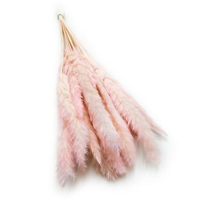 Mini Pampas Grass - Pink