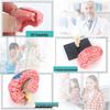 Human Brain Model with Nerve and Brainstem Structure - Educational Aid and DIY Toy