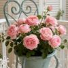 Planter Decoration Iron Plant Basket Shabby Metal Flower Holder Pot Stand for Indoor Outdoor Home Farmhouse