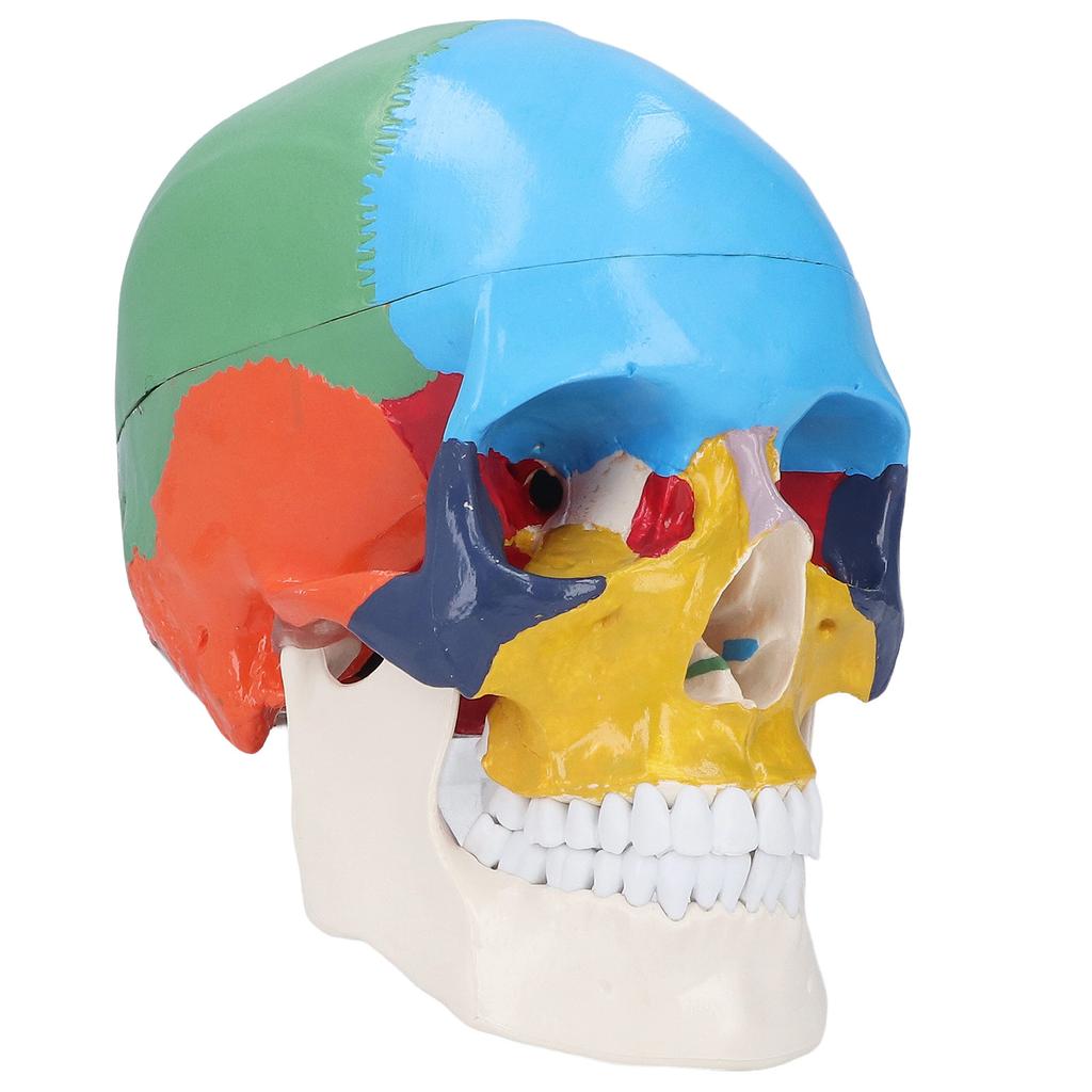 Skull Model Life Size 3 Part Colored Detachable Human Skull Anatomical Model with Color Chart for Teaching and Learning