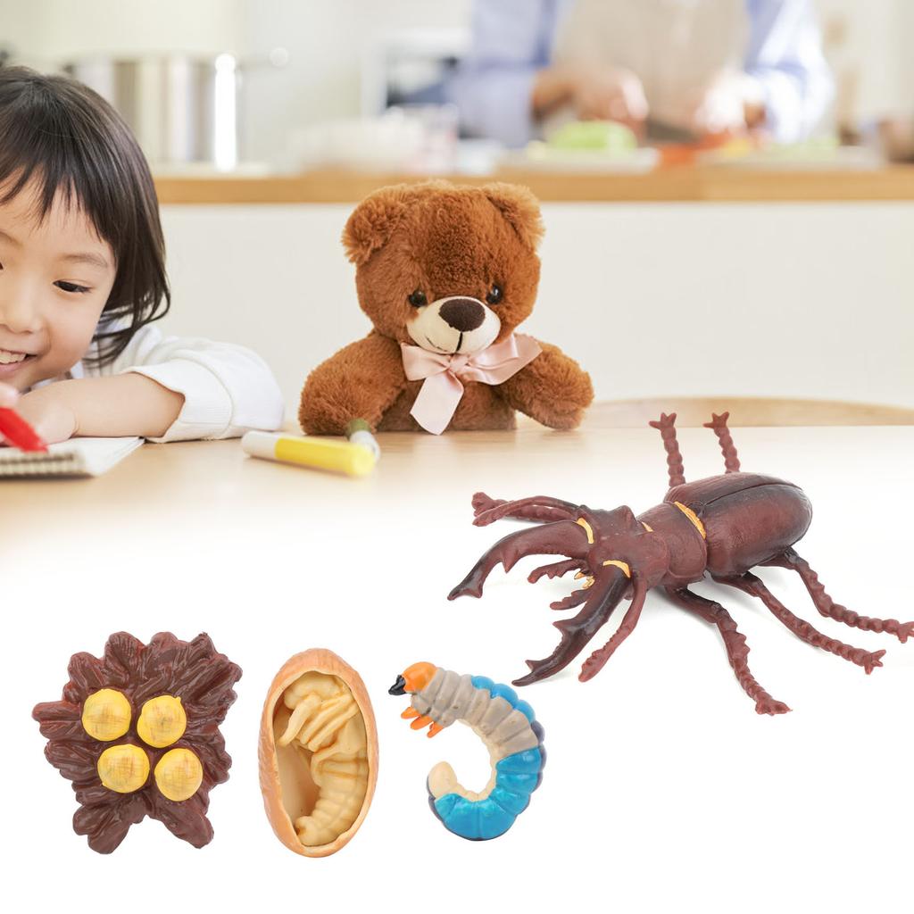 Animals Growth Cycle Life Cycle Model Learning Teaching Model Toy for Children#3