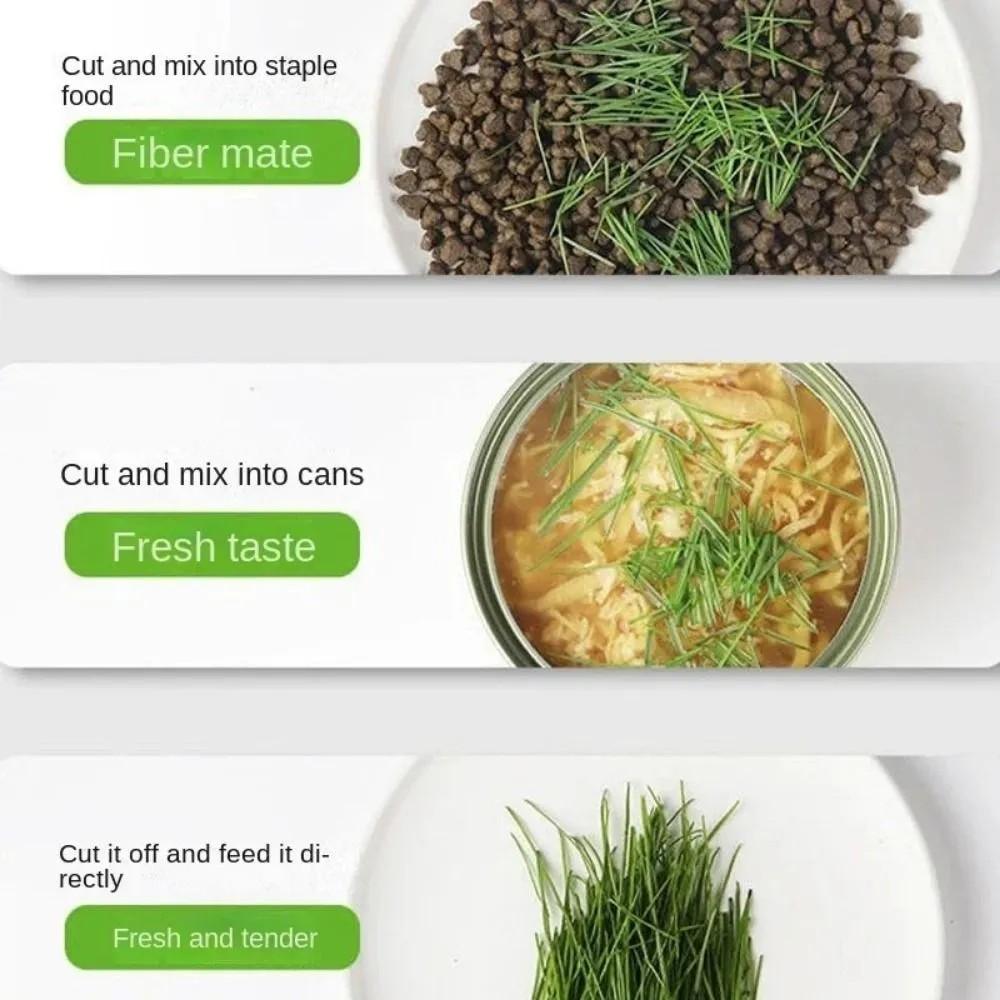 Katzengrasbecher Katzengras Hydroponisch Ohne Erde Wiederverwendbar