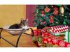 Four Seasons Hängemattenbett für Katze und Hund: Herausnehmbares, Waschbares, Kaltes & Warmes Haustiernest