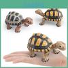 Animal Figure Collectible Pvc Land Turtle Model For Kids Educational Display