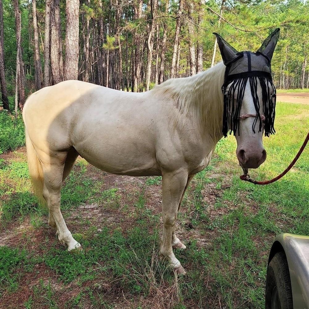Breathable Mesh Horse Fly Mask UV Protection Equine Mask Horsewear Fly Protector Mask Stable Use