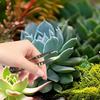 House Plant Tools Set Reusable Flower Planting Tools Multifunctional Transplanting Gadgets Digging Supplies For Outdoor