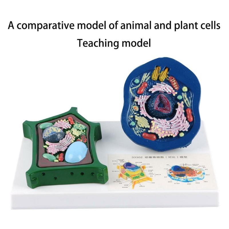 Education Animal Plant Cell Model With Detacheable Parts Anatomical Animal Plant Cell Model for Teaching Demonstration