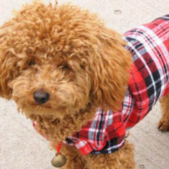 Plaid Snap Button Shirt for Dogs – Comfortable Spring/Summer Pet Apparel for Puppies, Teddy Breeds.