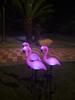 Cross-Border Solar Flamingo Light: Outdoor Garden Villa Lawn Decoration