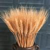 20/25 Stück/Set Natürliche Weizenähren Gersten Getrocknete Blumenstrauß für Hochzeitsfeier Dekoration DIY Basteln Weizenstrauß Raumdekoration
