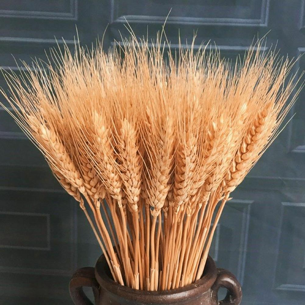 20/25 Stück/Set Natürliche Weizenähren Gersten Getrocknete Blumenstrauß für Hochzeitsfeier Dekoration DIY Basteln Weizenstrauß Raumdekoration