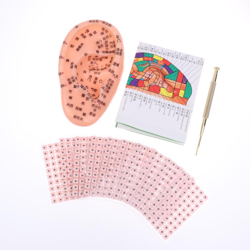 Pvc Material Ear Massage Model Reflex Area Acupoint Teaching Auricle Therapy Tool Ear Acupuncture Model Medical Supplies Health