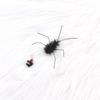 2pcs Black Artificial Insects Cat Teasing Stick Change Head Toy Pet Supplies Toys