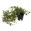 Home Artificial Vine;Pine;Fern;Ivy Plants with Pot Natural Look & Plastic Material  with Small Size Pot Size 27 X 75 X 7 Cm, Pack of 1 (Green)