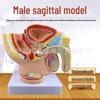 Male Pelvis & Reproductive System Anatomical Teaching Model
