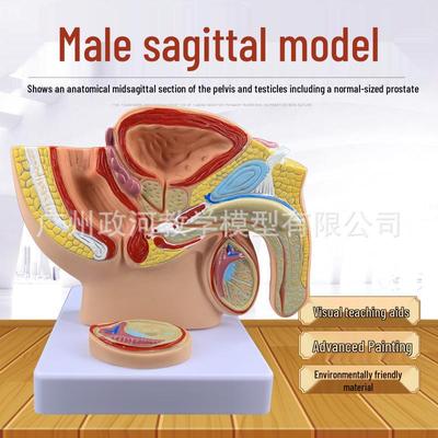 Male Pelvis & Reproductive System Anatomical Teaching Model