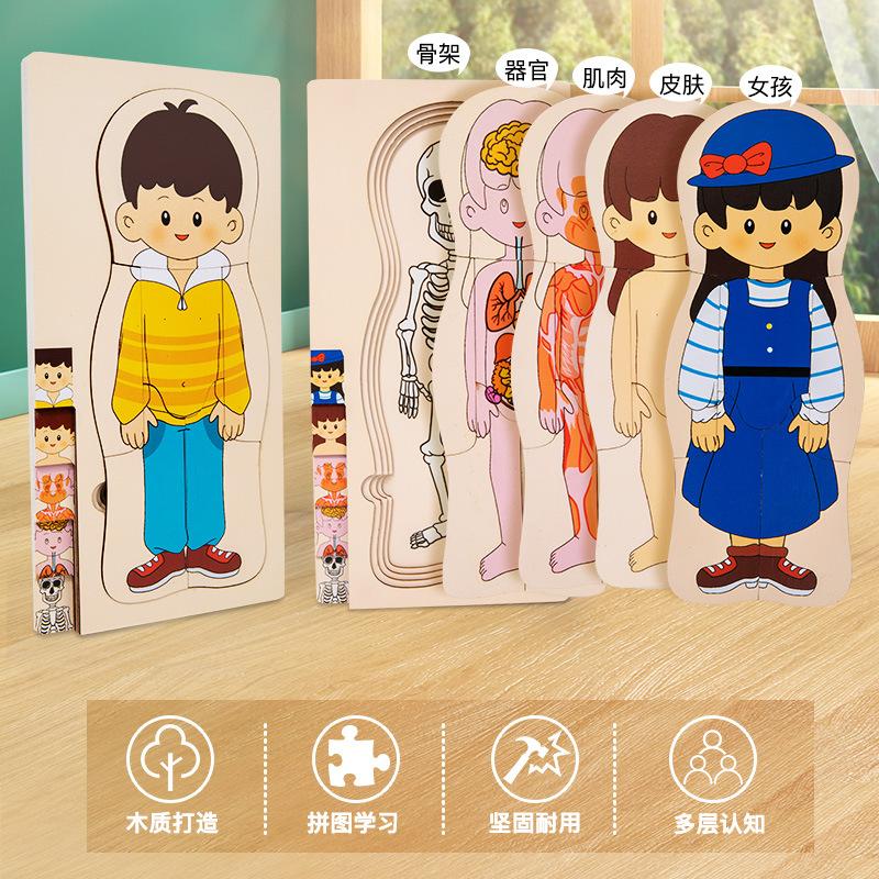 Children's Early Education Characters Body Organ Structure Cognitive Puzzle Brain Multi-Layer Development Wooden Toys