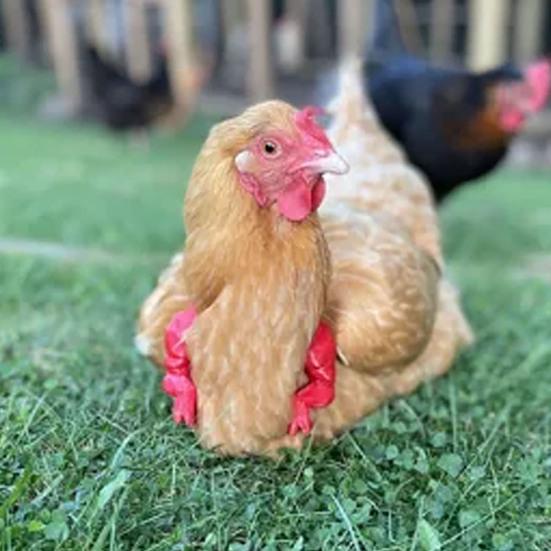 

Chicken Muscle Arm Toy Funny Dinosaur Spoof Pet Props Chicken Forelimb Decor Fighting Chicken Photo Shoot Prop Halloween Birthdays Supplies зелений