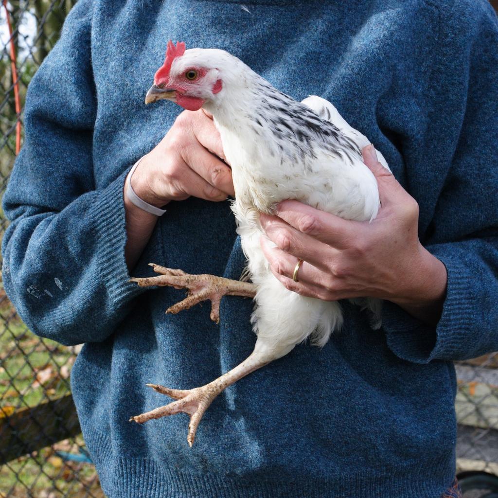 Pevný kovový kužeľ na obmedzenie kurčiat Stabilná konštrukcia s plochým chrbtom Zariadenie na porážku hydiny Na spracovanie vtákov