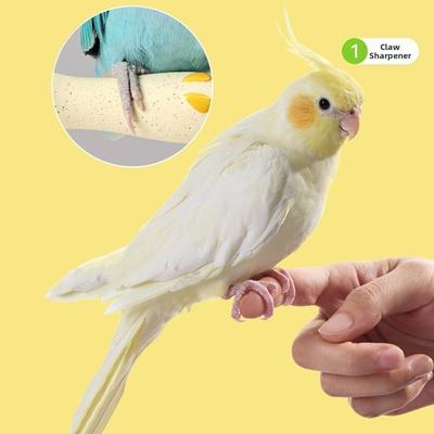 Perchoir Créatif pour Perroquet en Forme de Noyau de Fruit Meuleur pour Griffes Patte d'Oiseau Meulage Perchoir Interactif Durable pour Oiseaux