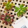 Lifelike Artificial Succulent Plant Real Touch Simulation Bonsai Plant  Home Office Decor