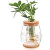 NOLITOY Propagation Vases for Plants, 4.5inch Glass Jar Planters for Hydroponic Cutting Flowers, Plant Station Bud Vases for Centerpieces Home Office