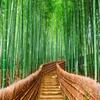3d Wallpaper Green Bamboo Path Nature Scenery Wall Murals Living Room Restaurant Backdrop Fresco Home Decor